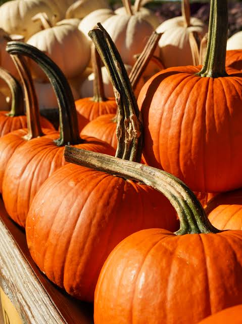 pumpkin